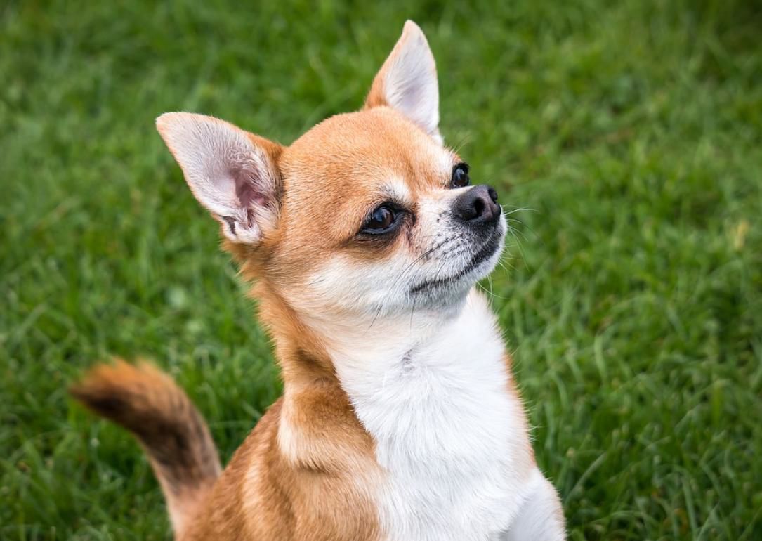 #9. Chihuahua